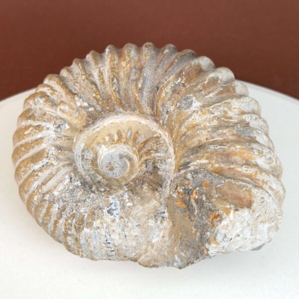 Ammonit fossil med smuk spiral, der symboliserer udvikling, balance og livets naturlige cyklus.