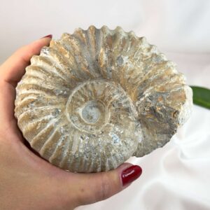 Ammonit fossil med smuk spiral, der symboliserer udvikling, balance og livets naturlige cyklus.