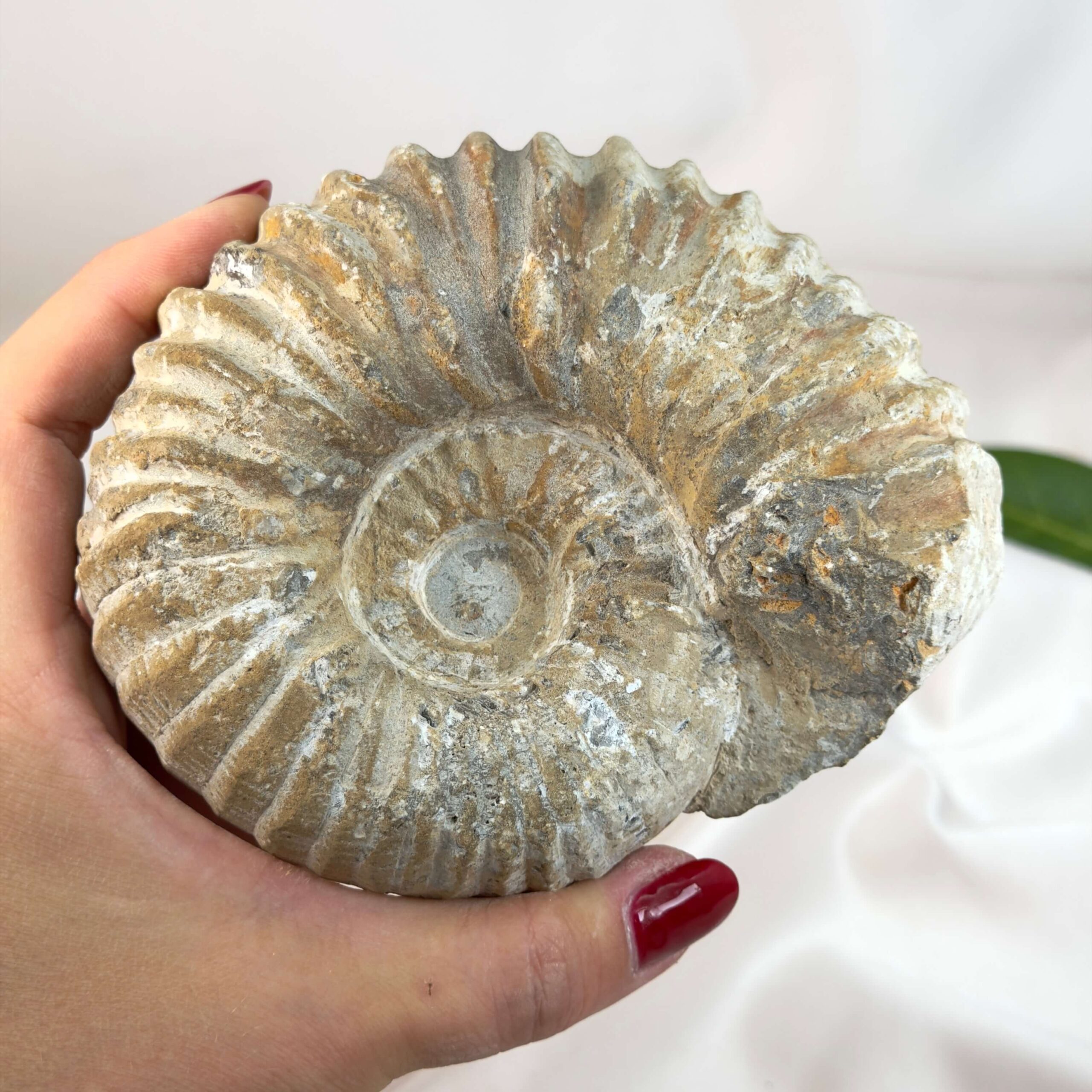 Ammonit fossil med smuk spiral, der symboliserer udvikling, balance og livets naturlige cyklus.
