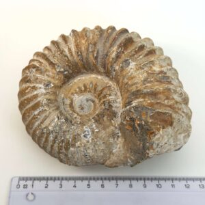 Ammonit fossil med smuk spiral, der symboliserer udvikling, balance og livets naturlige cyklus.