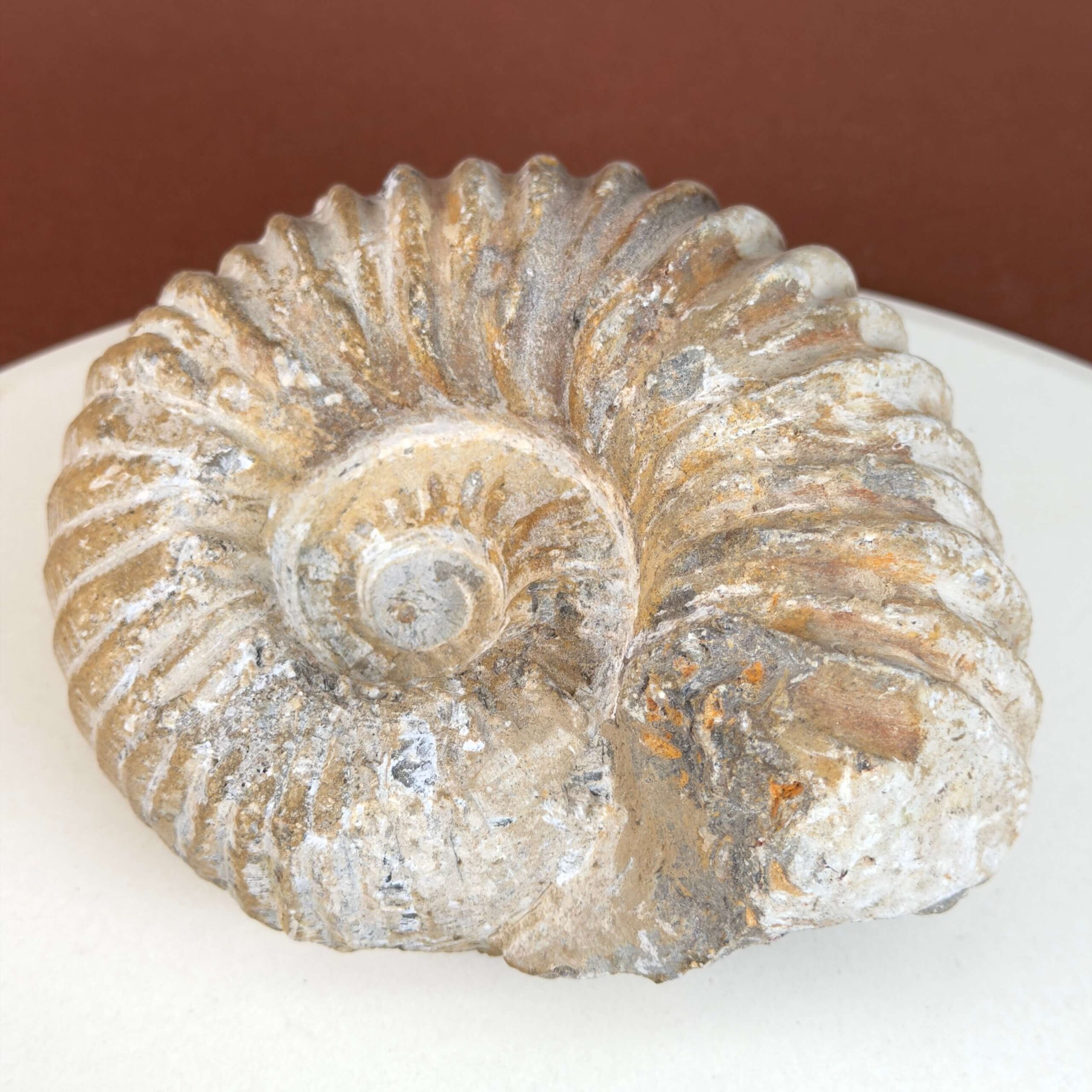Ammonit fossil med smuk spiral, der symboliserer udvikling, balance og livets naturlige cyklus.