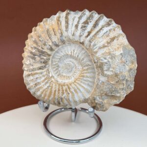Ammonit fossil med smuk spiral, der symboliserer udvikling, balance og livets naturlige cyklus.