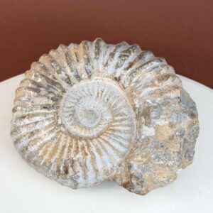 Ammonit fossil med smuk spiral, der symboliserer udvikling, balance og livets naturlige cyklus.