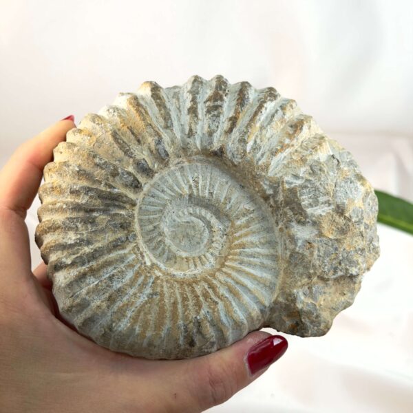 Ammonit fossil med smuk spiral, der symboliserer udvikling, balance og livets naturlige cyklus.