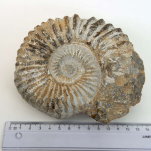 Ammonit fossil med smuk spiral, der symboliserer udvikling, balance og livets naturlige cyklus.