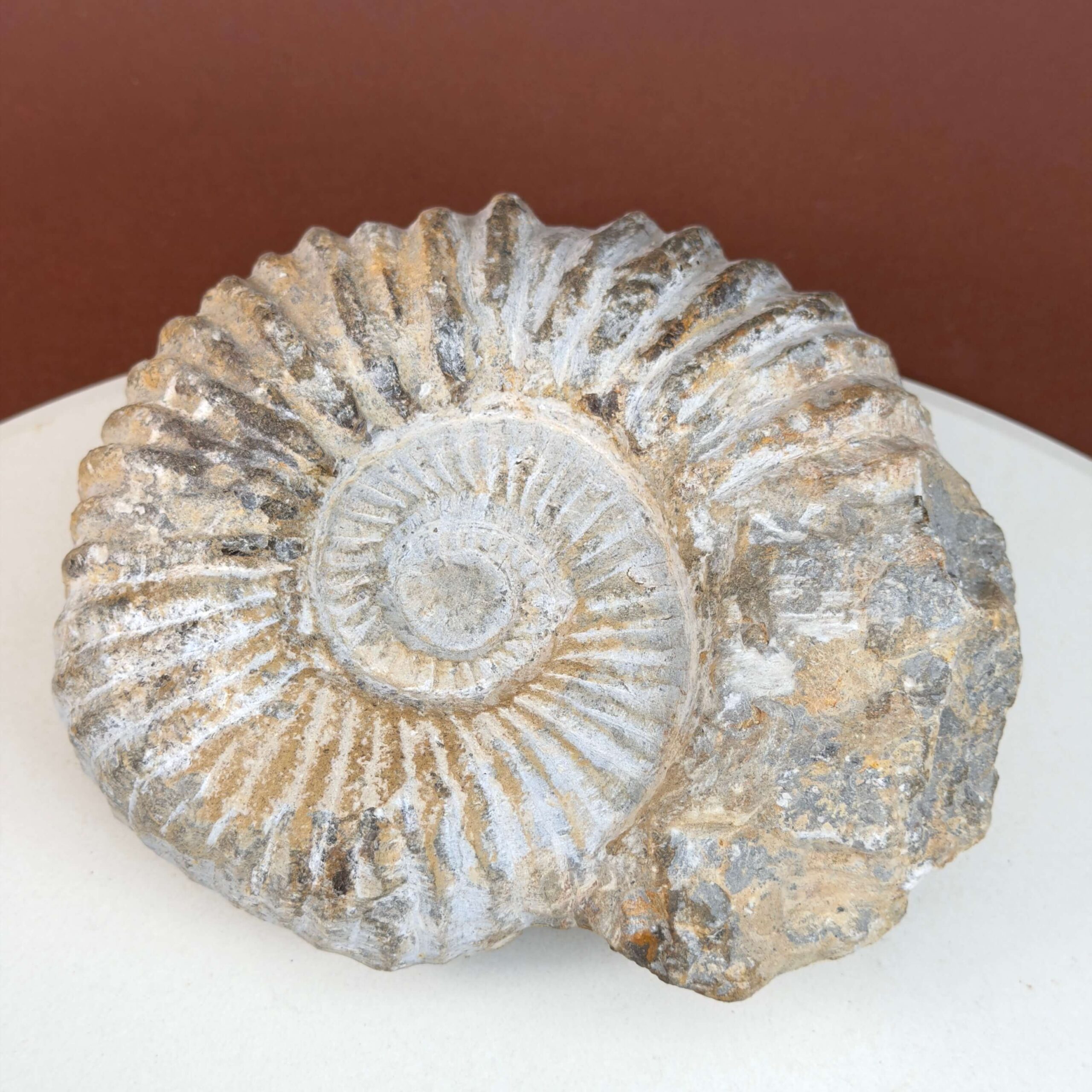 Ammonit fossil med smuk spiral, der symboliserer udvikling, balance og livets naturlige cyklus.