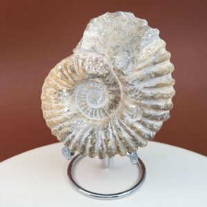 Ammonit fossil med smuk spiral, der symboliserer udvikling, balance og livets naturlige cyklus.