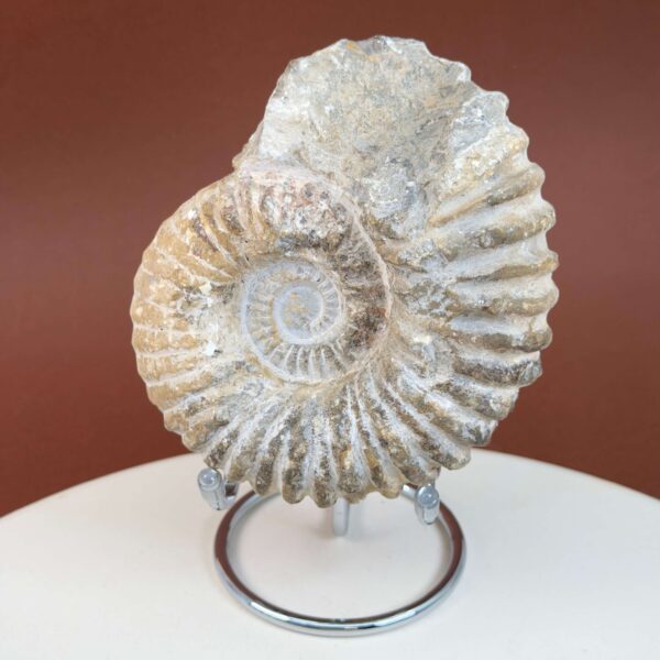 Ammonit fossil med smuk spiral, der symboliserer udvikling, balance og livets naturlige cyklus.