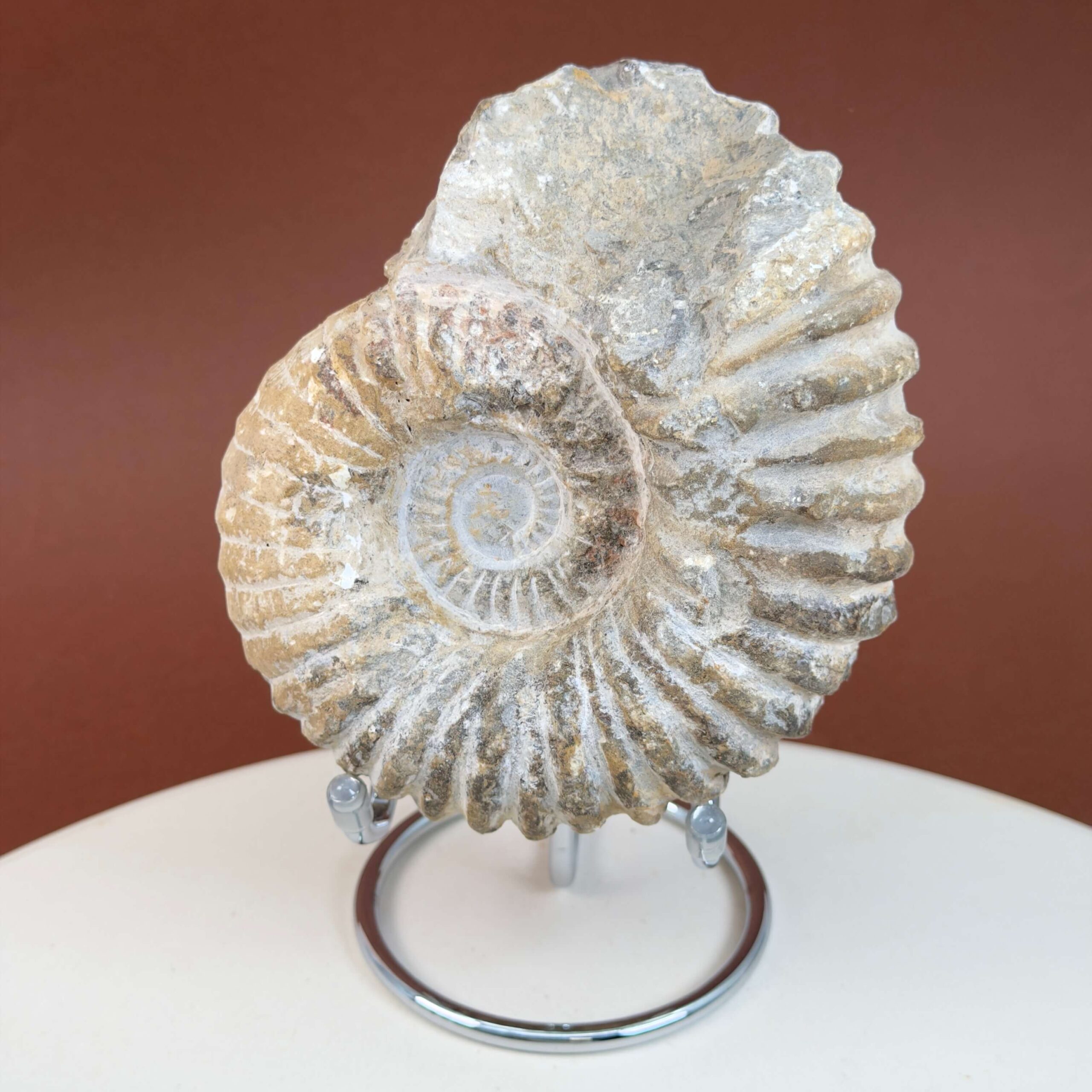 Ammonit fossil med smuk spiral, der symboliserer udvikling, balance og livets naturlige cyklus.