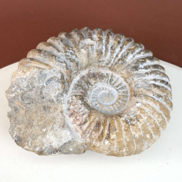 Ammonit fossil med smuk spiral, der symboliserer udvikling, balance og livets naturlige cyklus.
