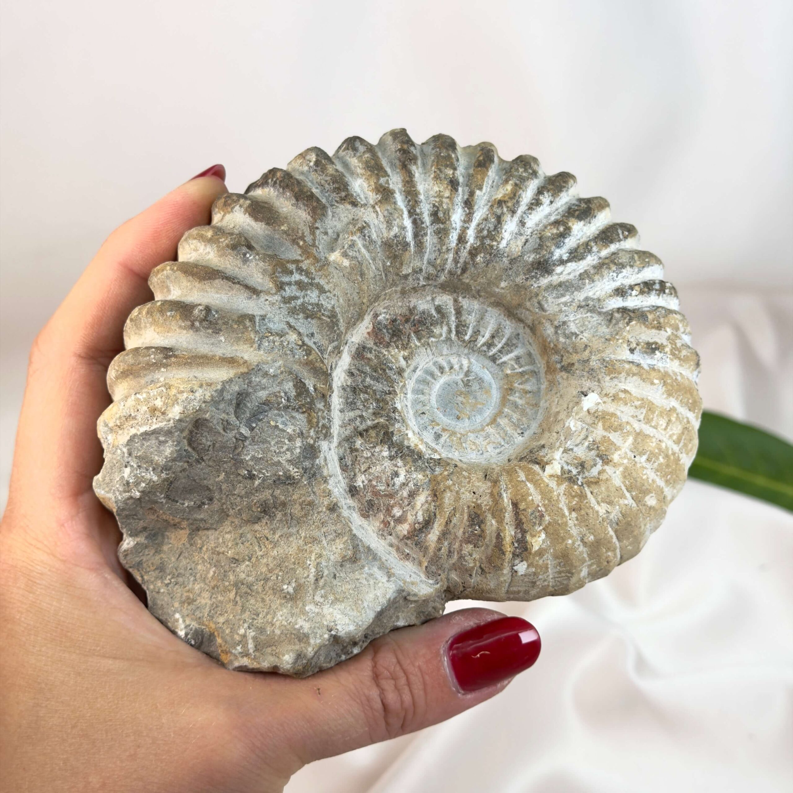 Ammonit fossil med smuk spiral, der symboliserer udvikling, balance og livets naturlige cyklus.