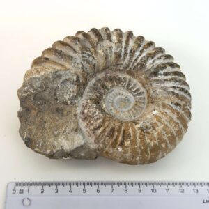 Ammonit fossil med smuk spiral, der symboliserer udvikling, balance og livets naturlige cyklus.