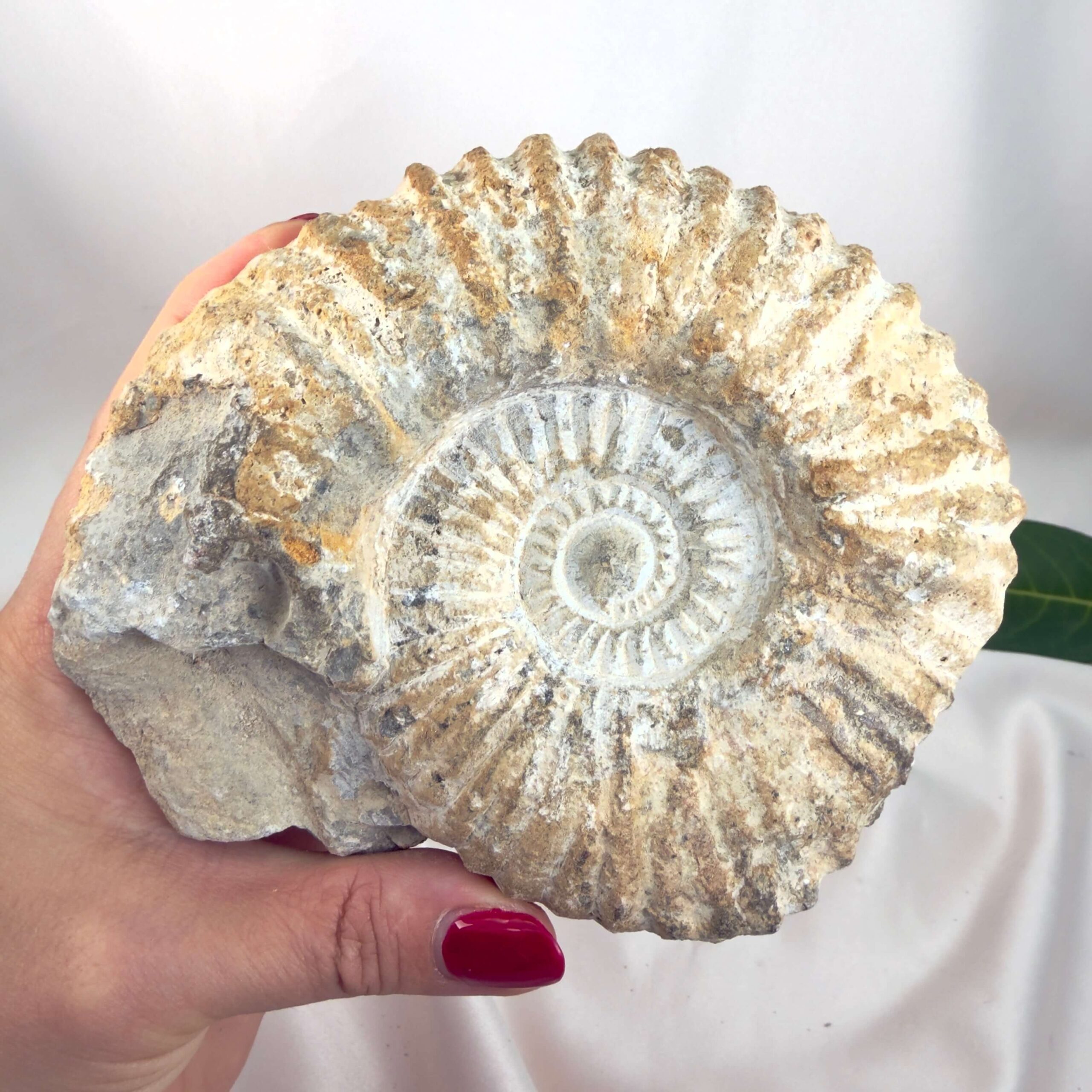 Ammonit Fossil Nr. 38 set forfra med naturlig spiralform og tydelig ribbet struktur
