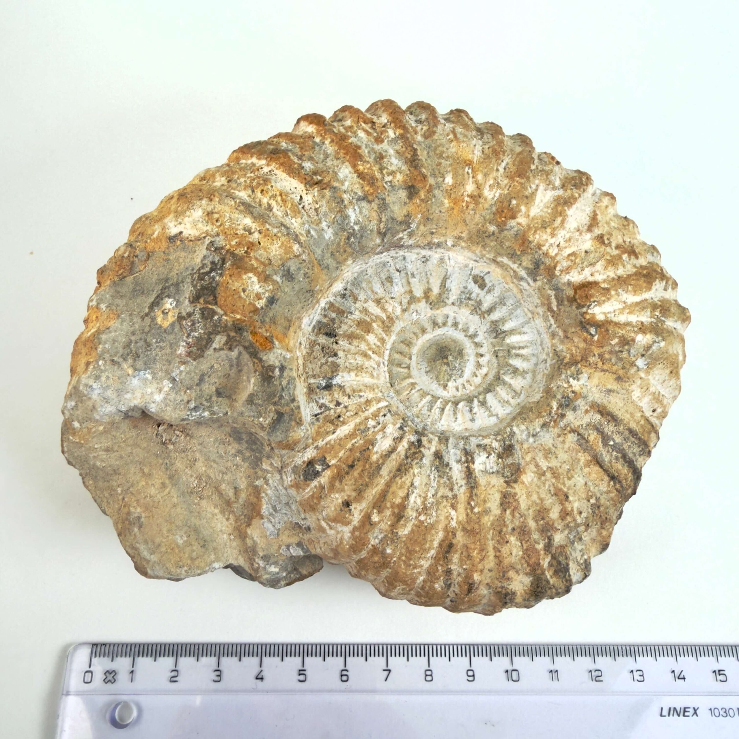 Unikt råt Ammonit fossil med naturligt bevaret skalstruktur og uregelmæssig kant