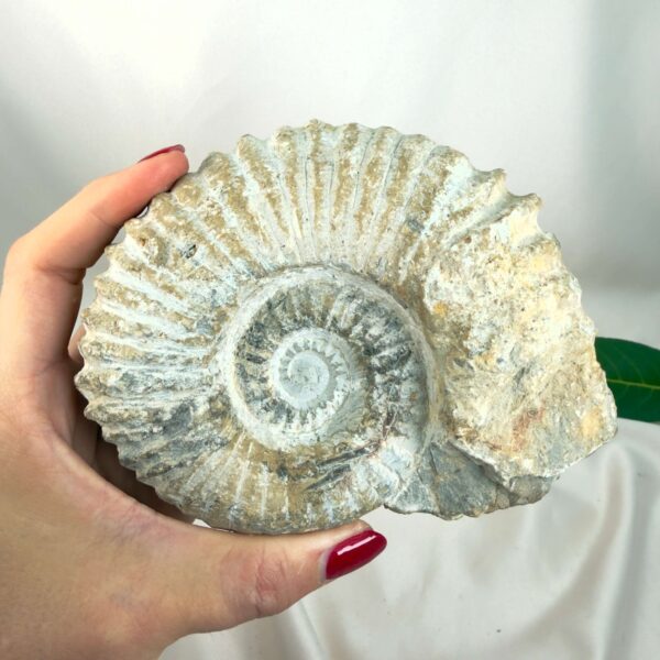 Ammonit Fossil Nr. 39 set forfra med naturlig spiralform og tydelig ribbet struktur