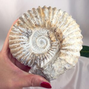 Ammonit Fossil Nr. 40 set forfra med rå overflade og karakteristisk fossil spiral