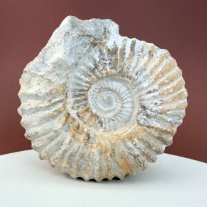 Naturligt Ammonit fossil med tydelige ribber og individuelt bevaret struktur