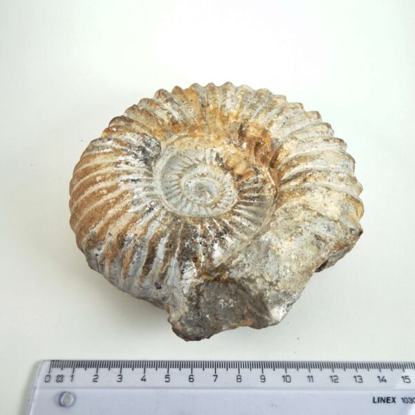 Naturligt Ammonit fossil med tydelige ribber og individuelt bevaret struktur