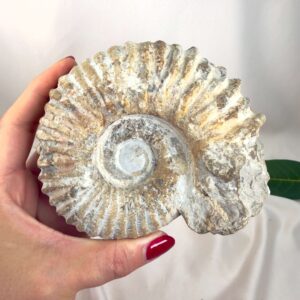 Ammonit Fossil Nr. 41 set forfra med naturlige ribber og synlig spiralstruktur