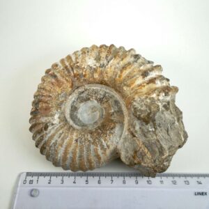 Unikt naturhistorisk Ammonit fossil med rå overflade og bevaret skalform