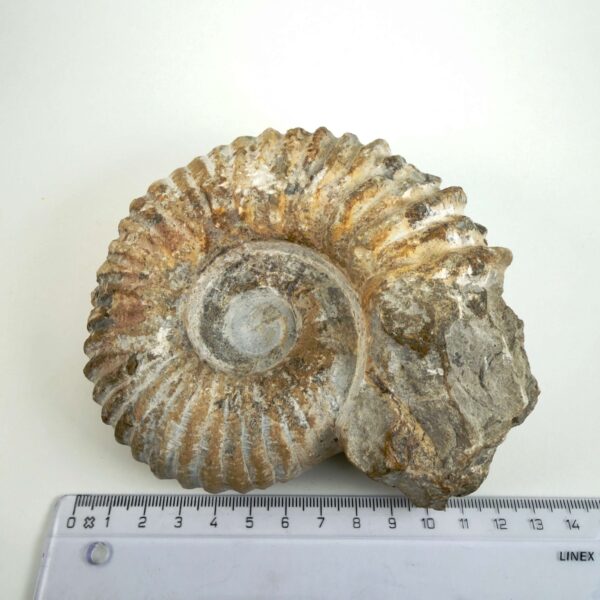 Unikt naturhistorisk Ammonit fossil med rå overflade og bevaret skalform