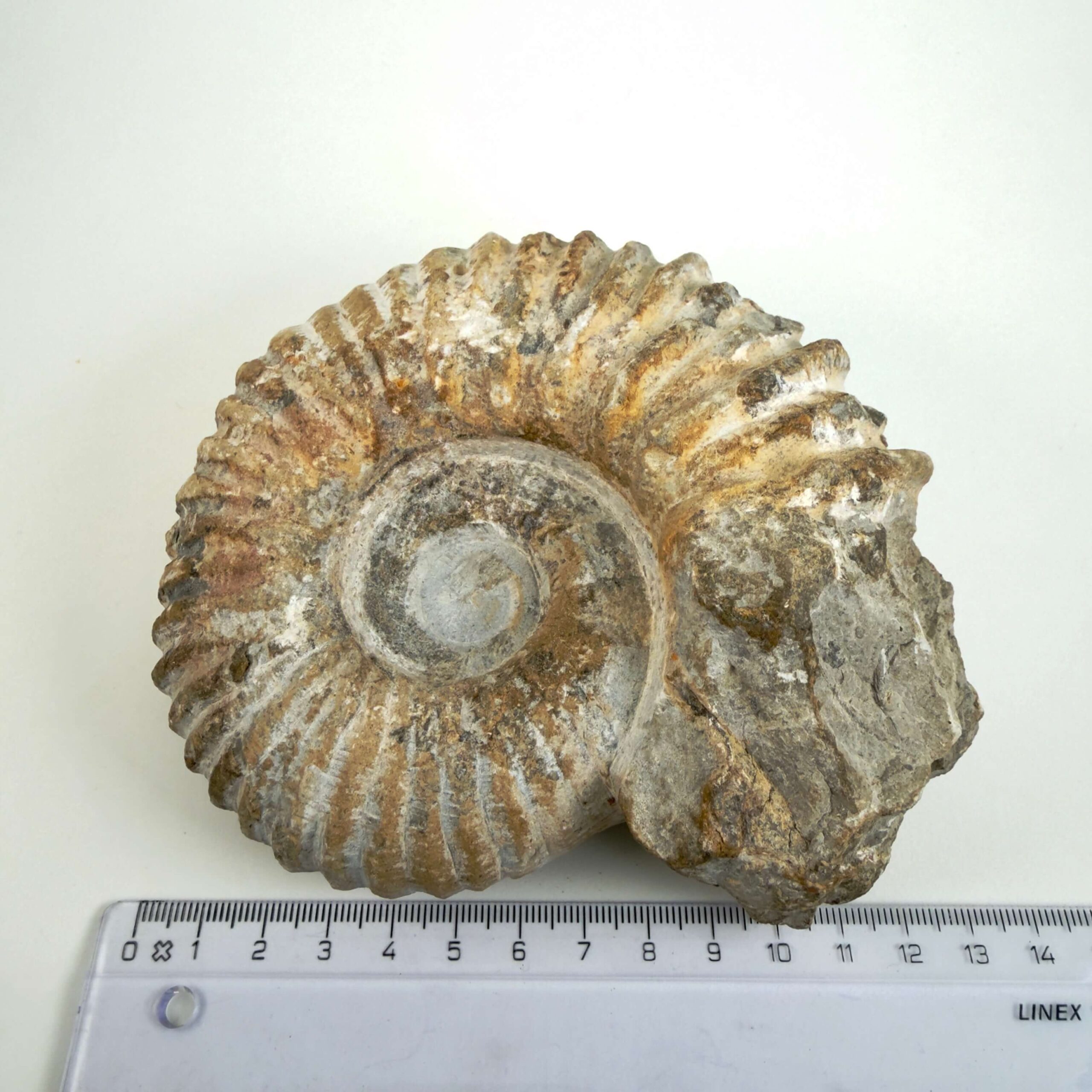 Unikt naturhistorisk Ammonit fossil med rå overflade og bevaret skalform