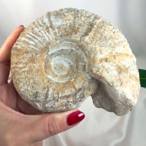 Ammonit Fossil Nr. 42 set forfra med karakteristisk spiral og naturlig rå struktur