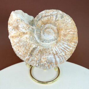 Råt Ammonit fossil med bevarede ribber og uregelmæssig naturlig kant