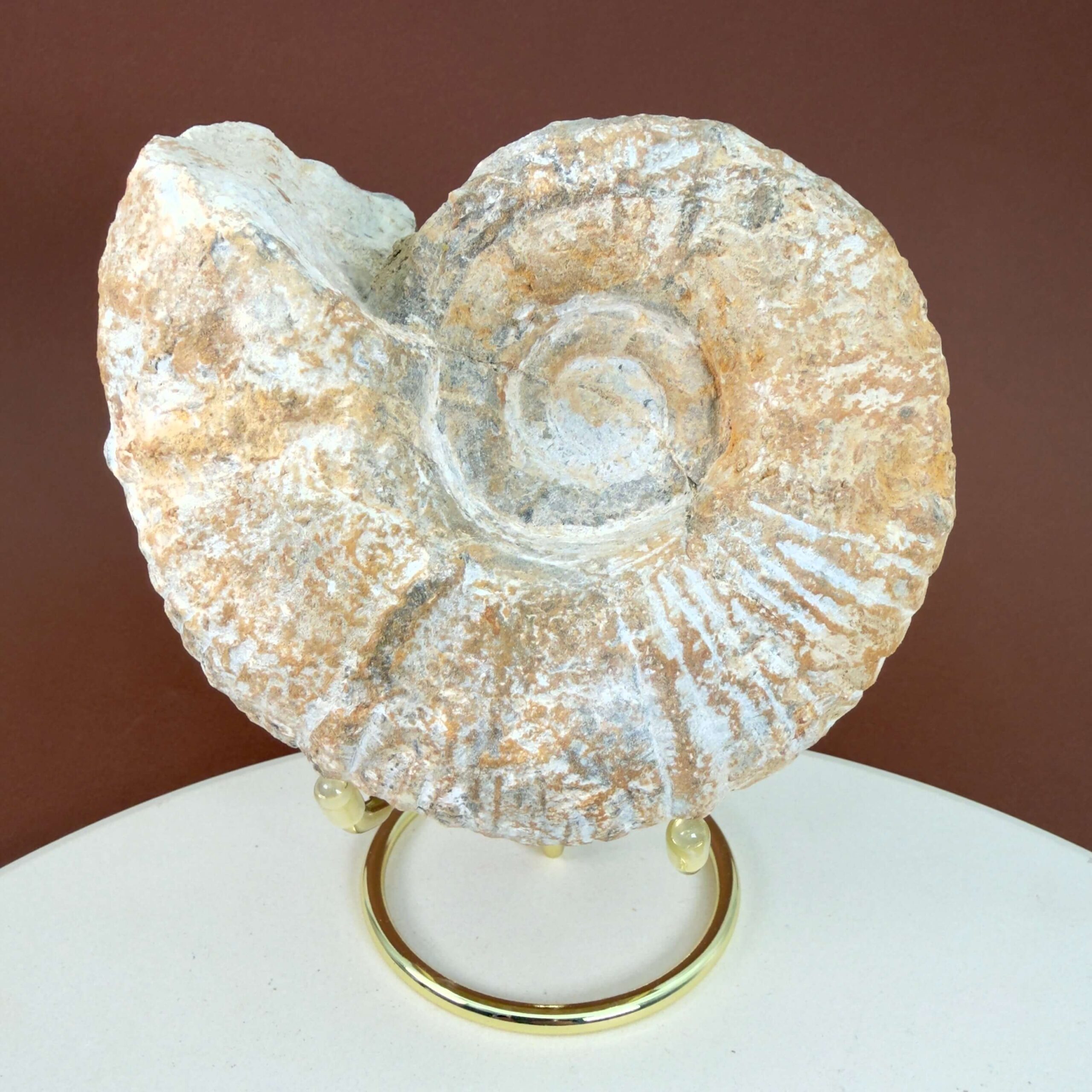 Råt Ammonit fossil med bevarede ribber og uregelmæssig naturlig kant