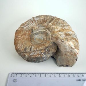 Råt Ammonit fossil med bevarede ribber og uregelmæssig naturlig kant