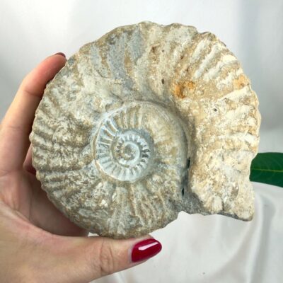 Ammonit Fossil Nr. 43 set forfra med tydelig spiralform og fossile ribber