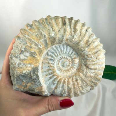 Ammonit Fossil Nr. 44 set forfra med naturligt bevaret spiral og ribbet overflade