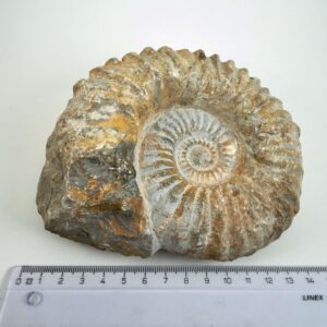 Naturhistorisk Ammonit fossil med rå struktur og karakteristisk skalform