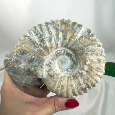 Ammonit Fossil Nr. 45 set forfra med rå fossil struktur og tydelige ribber