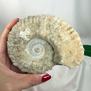 Ammonit Fossil Nr. 46 set forfra med bevaret spiralstruktur og naturlig overflade