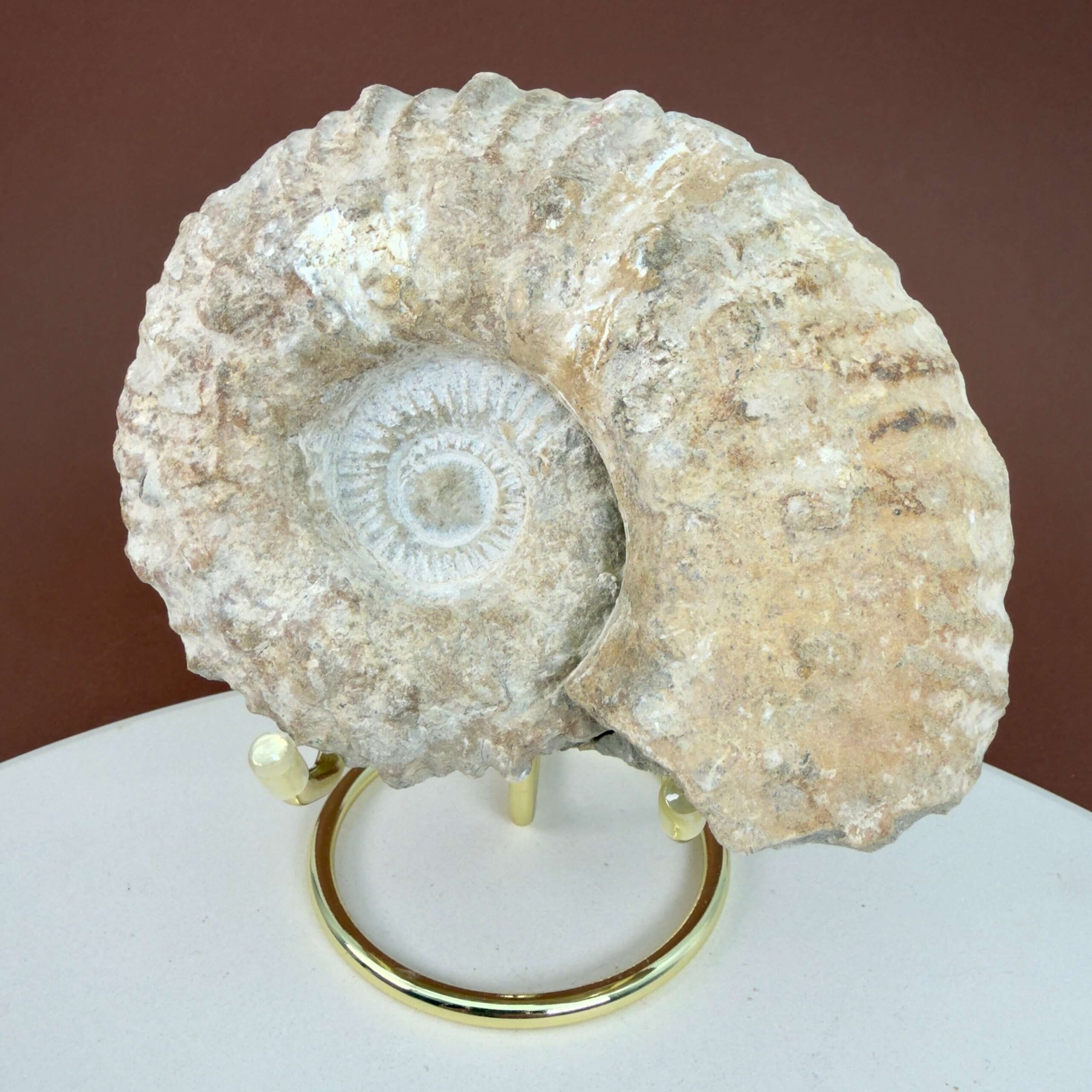 Råt naturhistorisk Ammonit fossil med karakteristiske fossile ribber