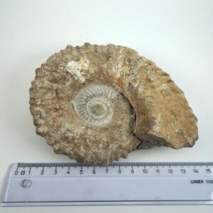 Råt naturhistorisk Ammonit fossil med karakteristiske fossile ribber