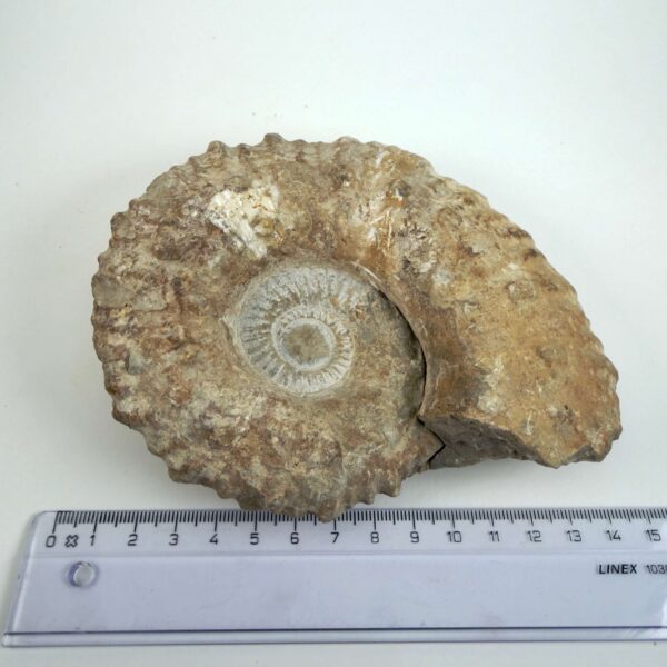 Råt naturhistorisk Ammonit fossil med karakteristiske fossile ribber