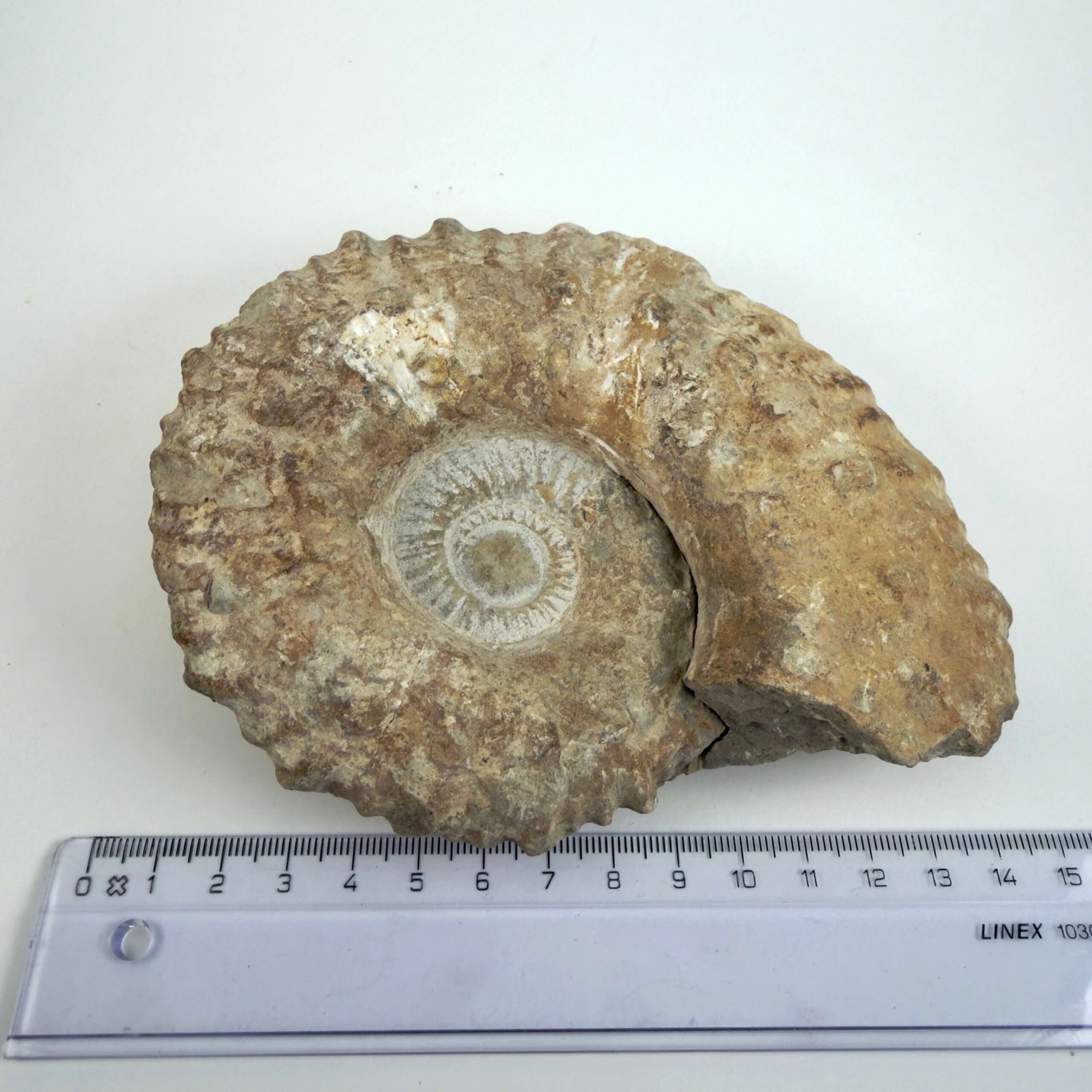 Råt naturhistorisk Ammonit fossil med karakteristiske fossile ribber
