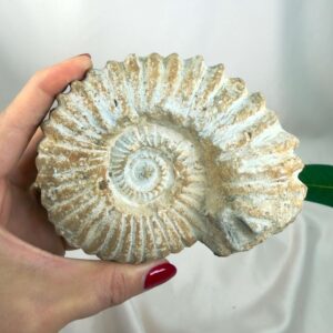Ammonit Fossil Nr. 47 set forfra med naturlige ribber og karakteristisk spiralform