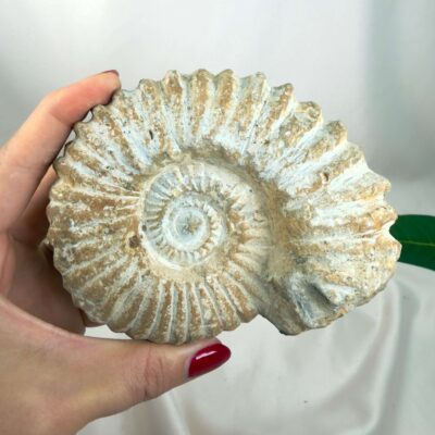 Ammonit Fossil Nr. 47 set forfra med naturlige ribber og karakteristisk spiralform