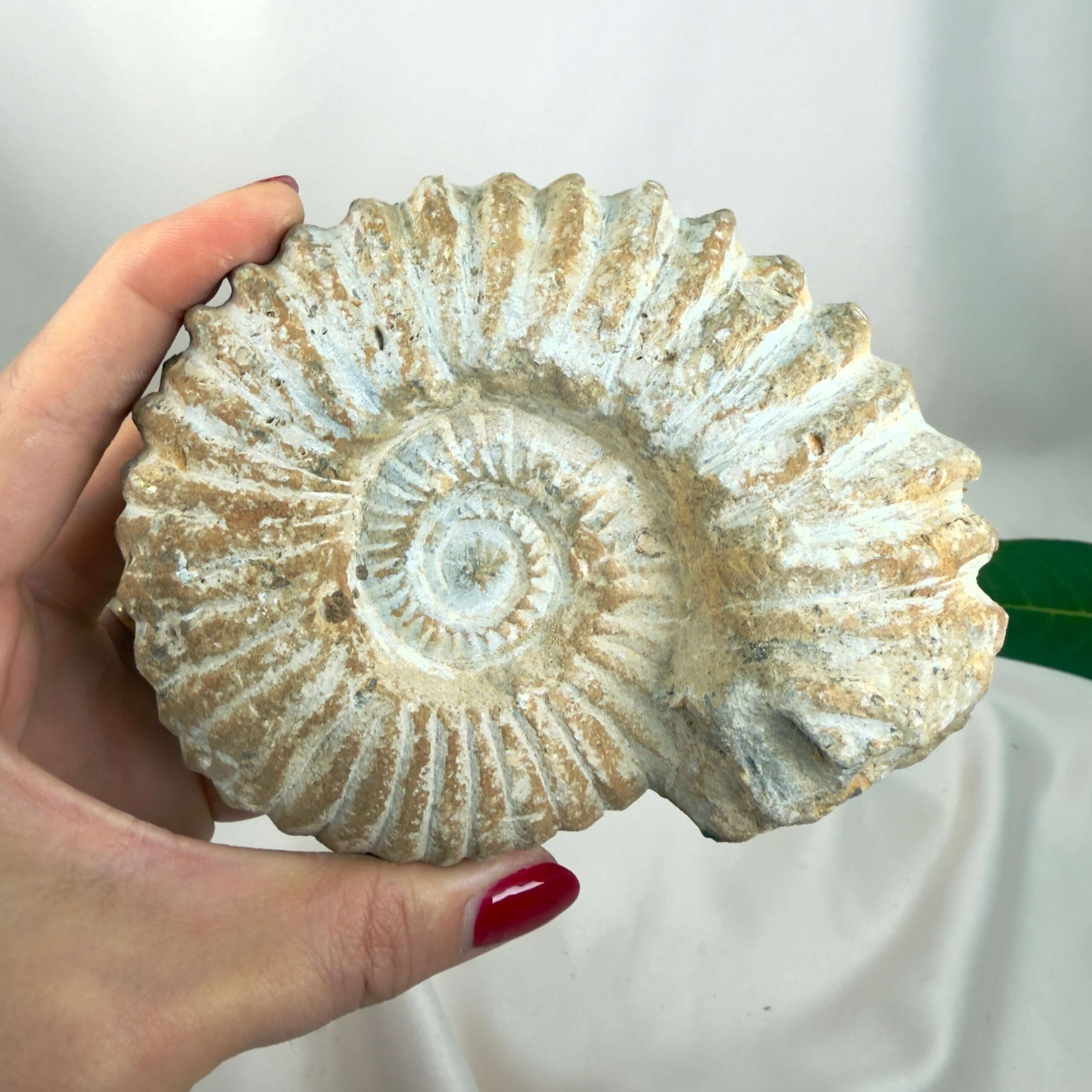 Ammonit Fossil Nr. 47 set forfra med naturlige ribber og karakteristisk spiralform