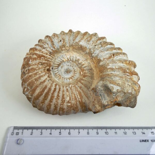 Unikt råt Ammonit fossil med bevaret fossil struktur og individuel form