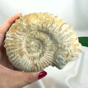Ammonit Fossil Nr. 48 set forfra med tydelig fossil spiral og rå overflade