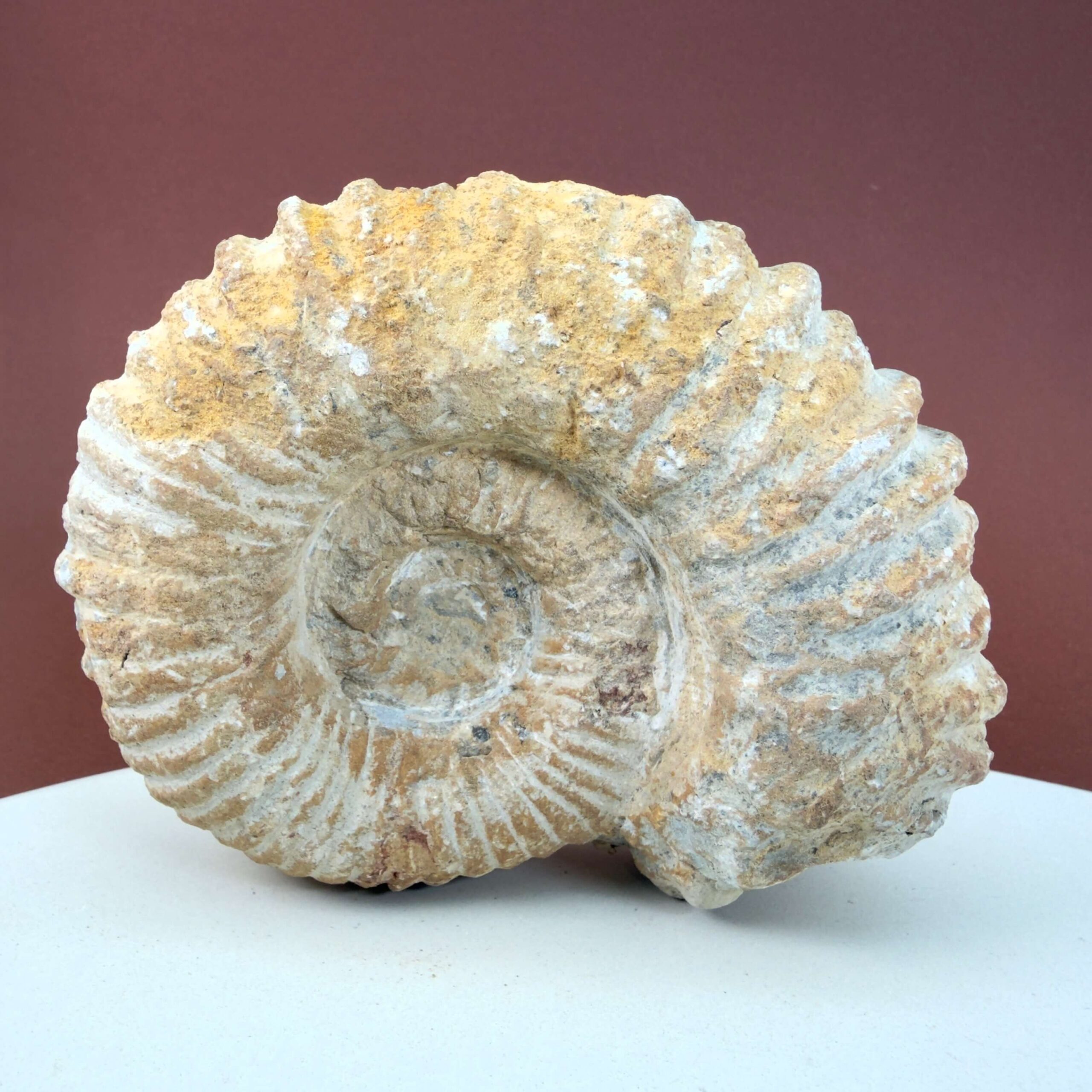 Naturligt Ammonit fossil med ribbet skalstruktur og uregelmæssig form
