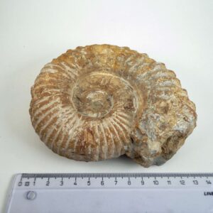 Naturligt Ammonit fossil med ribbet skalstruktur og uregelmæssig form