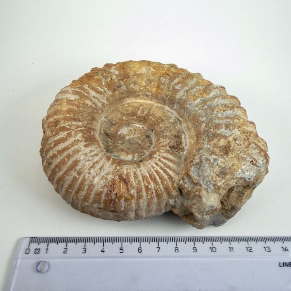 Naturligt Ammonit fossil med ribbet skalstruktur og uregelmæssig form