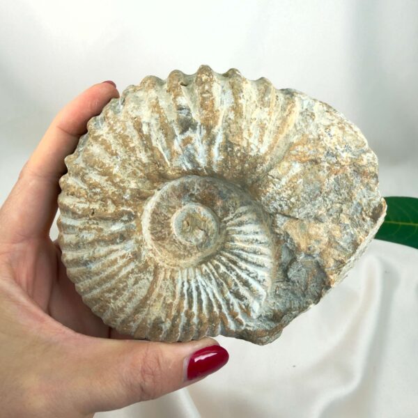 Ammonit Fossil Nr. 49 set forfra med naturlig spiral og markant ribbet struktur