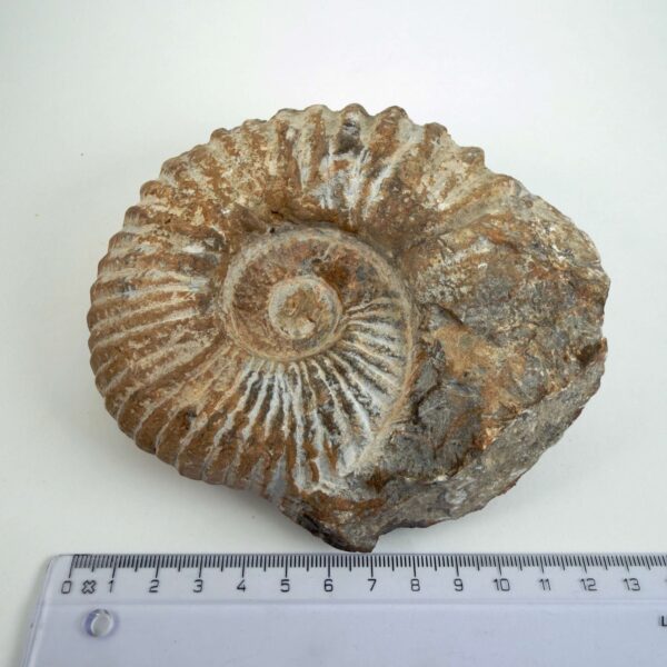 Unikt naturhistorisk Ammonit fossil med rå og individuelt bevaret overflade
