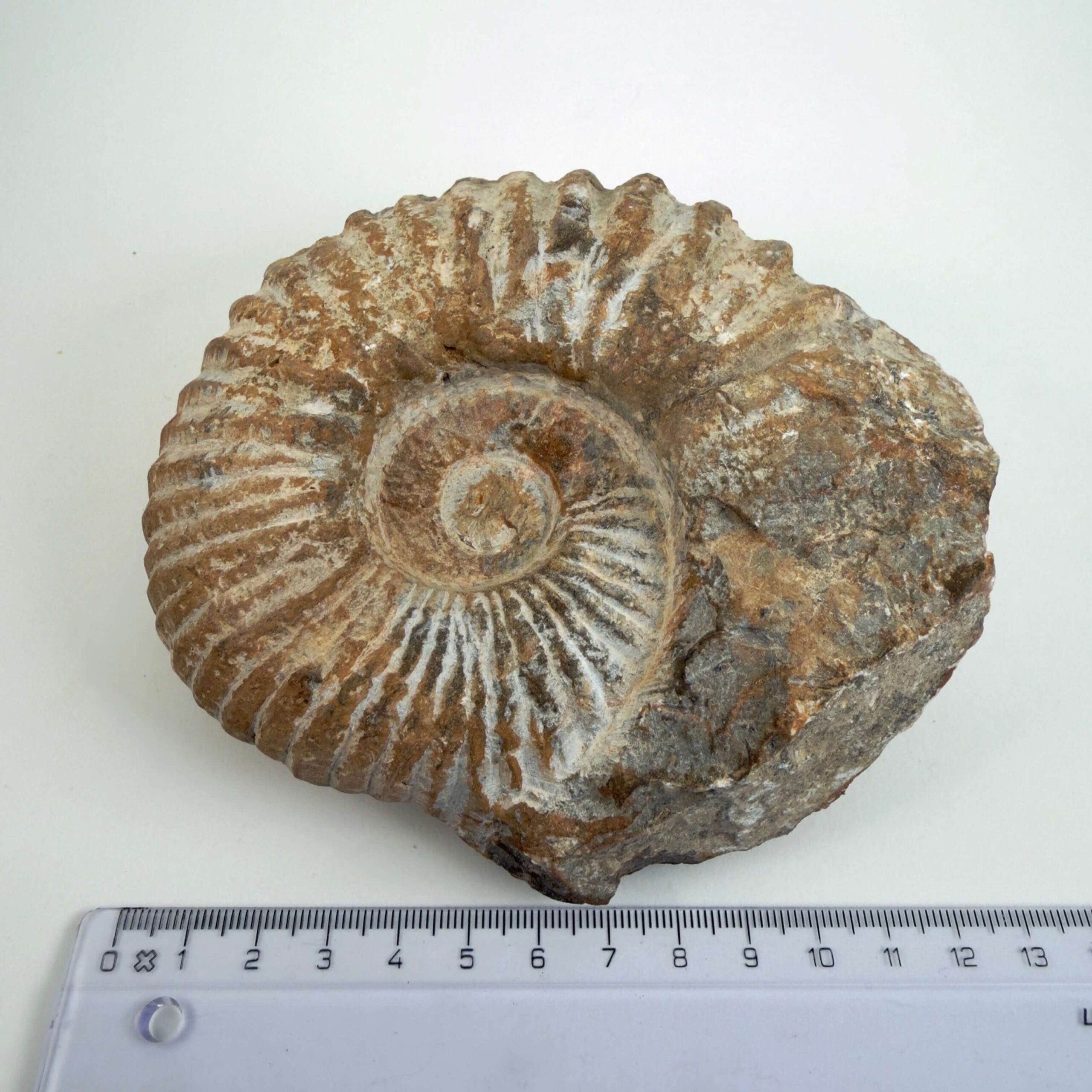 Unikt naturhistorisk Ammonit fossil med rå og individuelt bevaret overflade